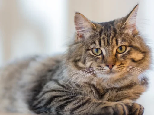 Cat Ultimate Test